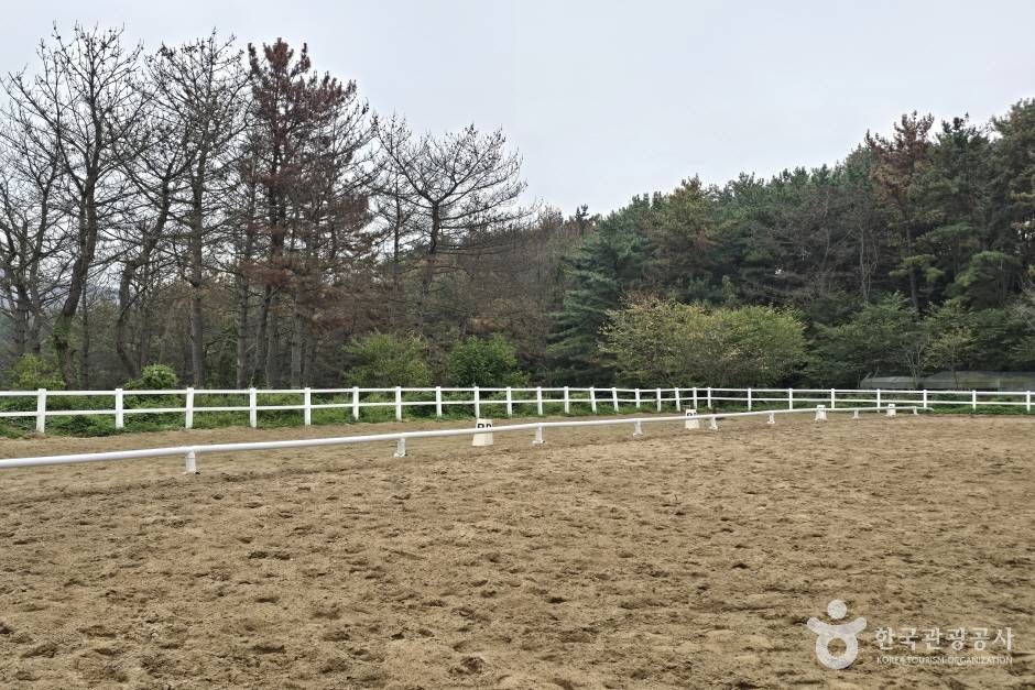 포항동해승마장 이미지 4