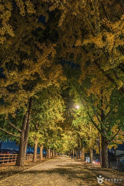 곡교천 은행나무길 이미지 6