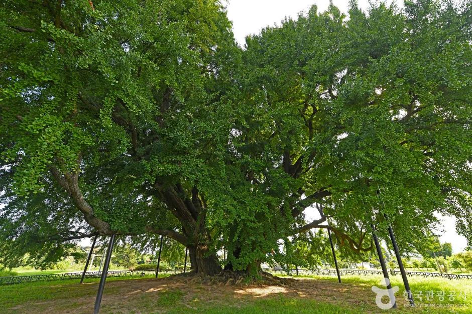 원주 반계리 은행나무 이미지 4