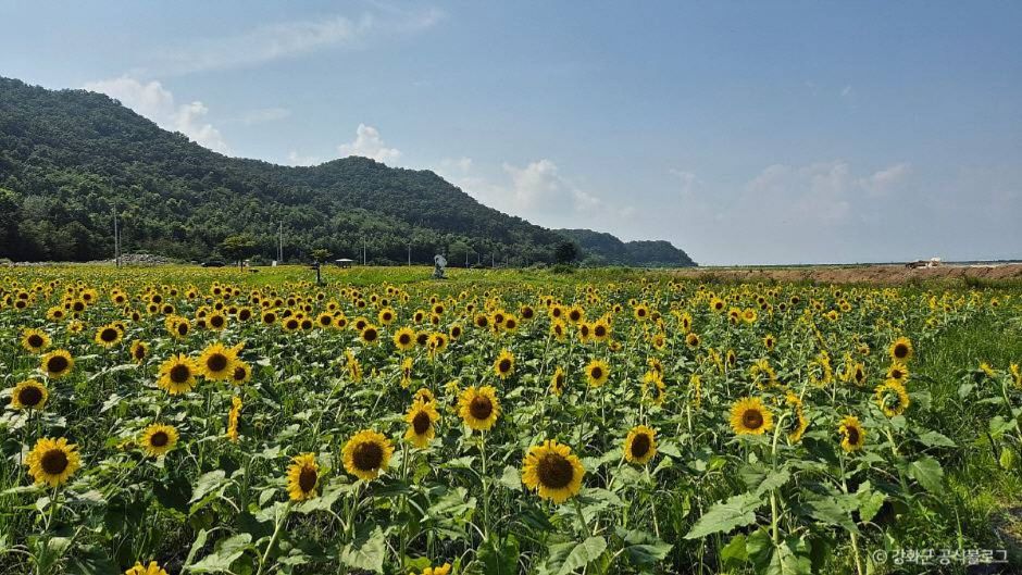 난정리 해바라기마을 정원 이미지 6