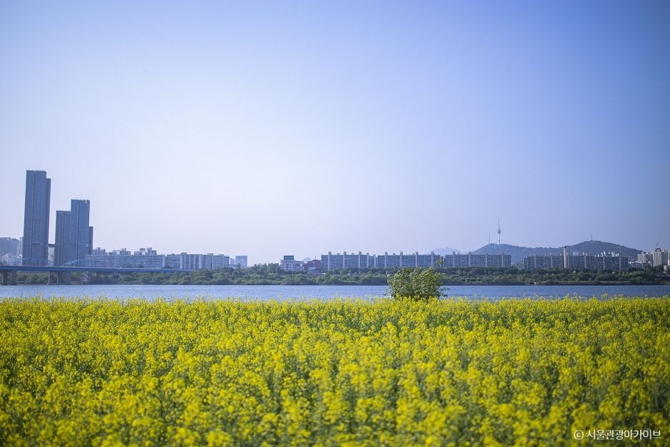 반포 서래섬 이미지 1
