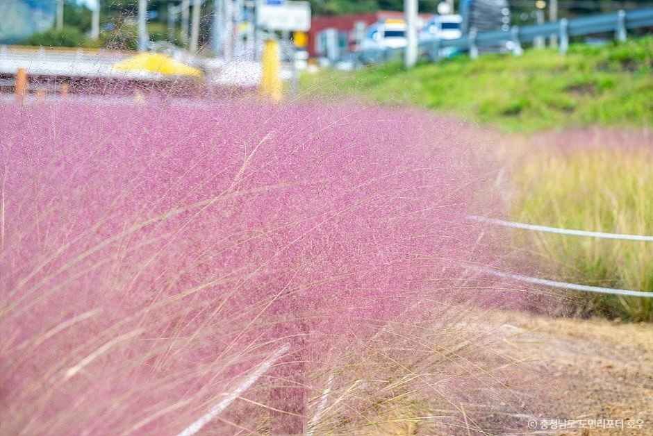 유구천 핑크뮬리 이미지 5