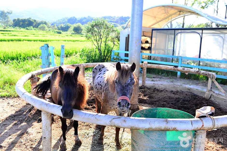 어등산승마클럽 이미지 6