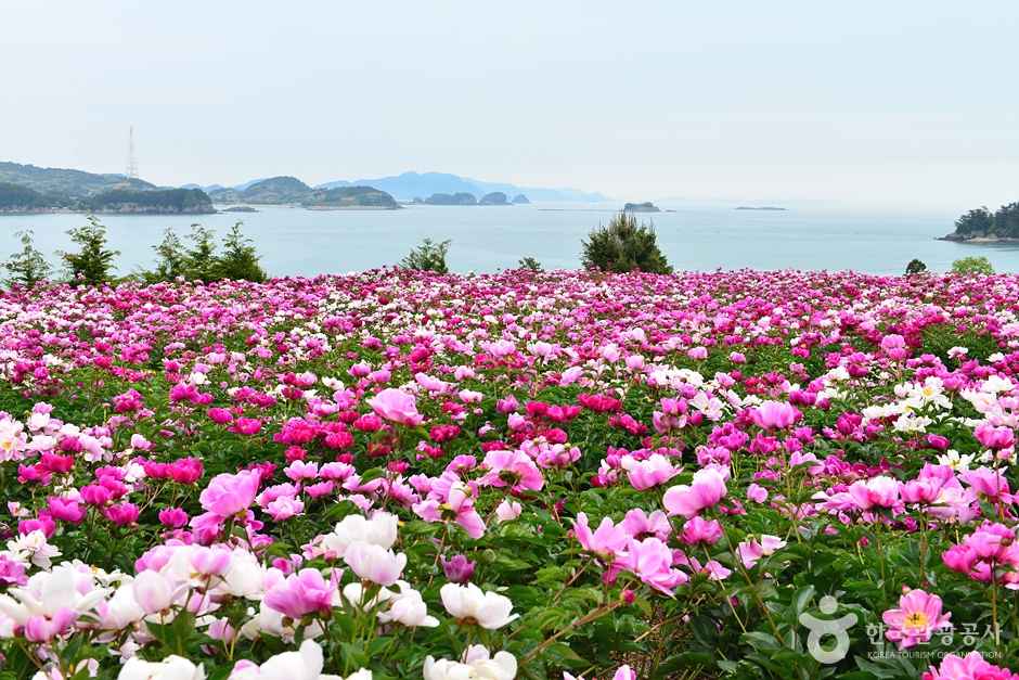 고흥 작약 꽃밭 이미지 3