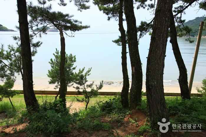 자은 분계해수욕장 이미지 6