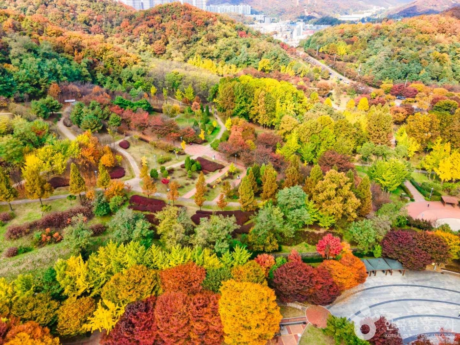 원적산공원 은행나무숲 이미지 5