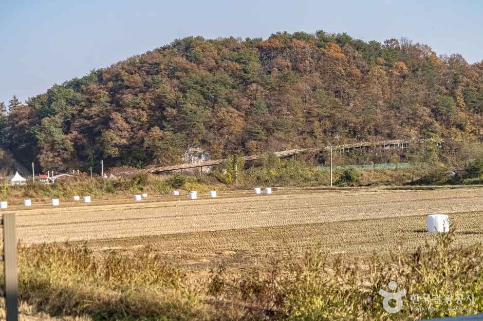 원주섬강 자작나무숲 둘레길 이미지 2