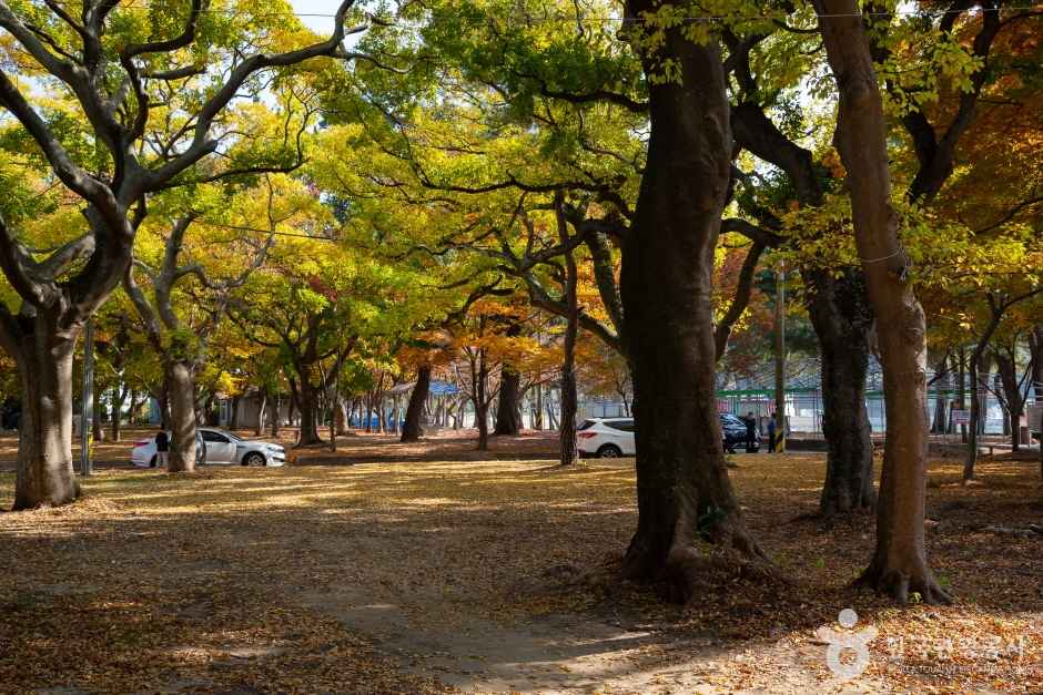 상주은모래비치 이미지 4
