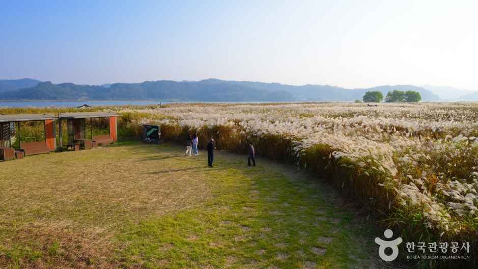 신성리 갈대밭 이미지 1
