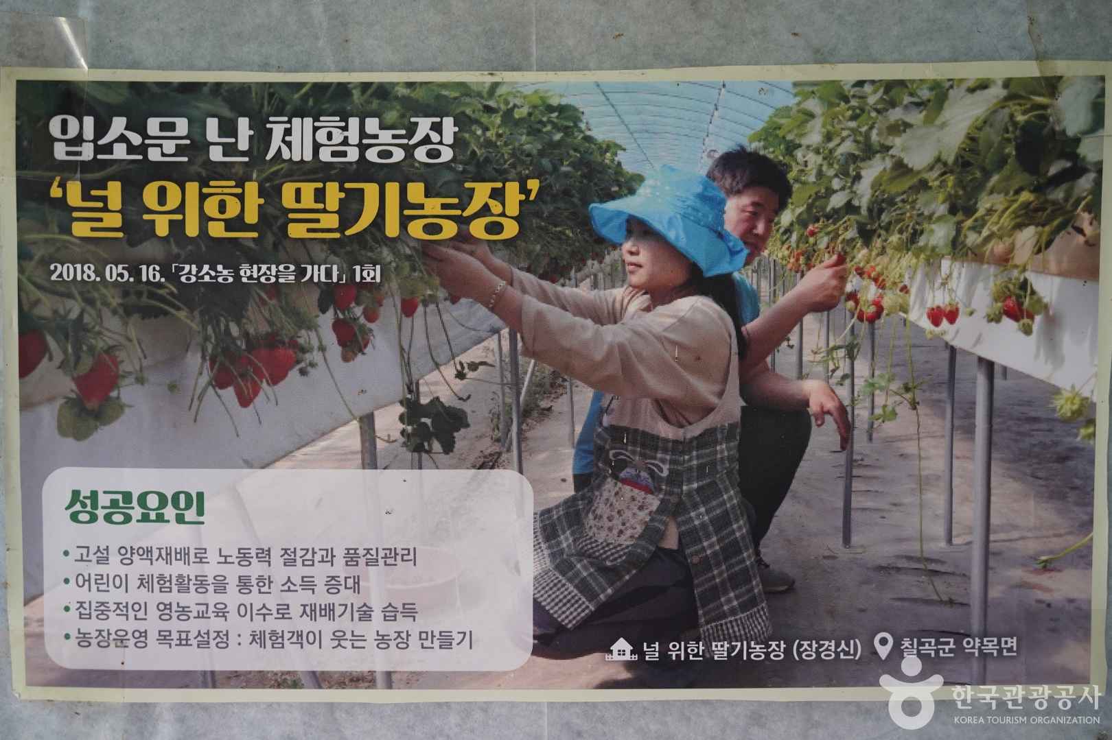 널위한딸기농장 이미지 5