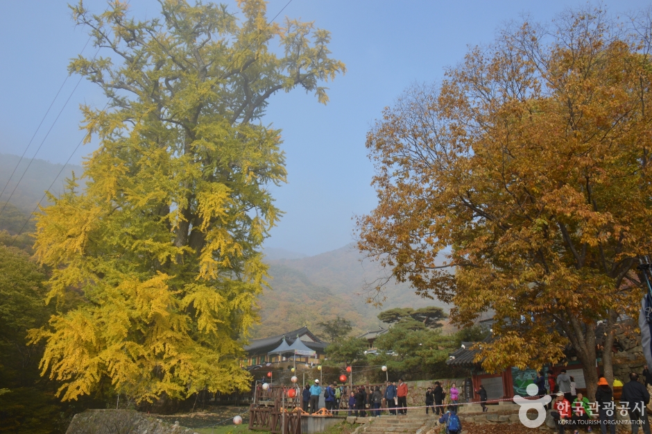 용문사(용문산) 이미지 4