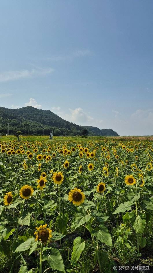 난정리 해바라기마을 정원 이미지 7