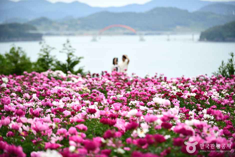 고흥 작약 꽃밭 이미지 4