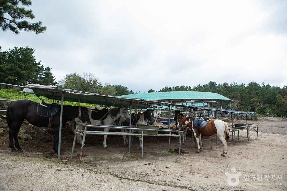 뱅듸승마클럽 이미지 6