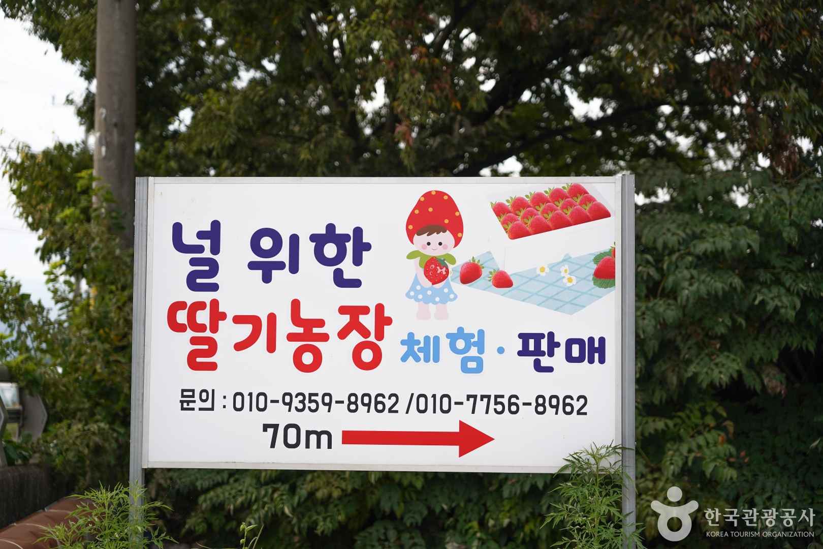 널위한딸기농장 이미지 3