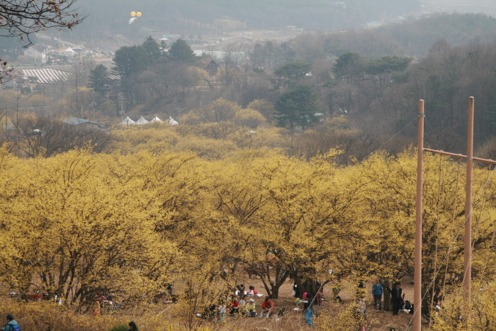 이천 산수유마을 이미지 1