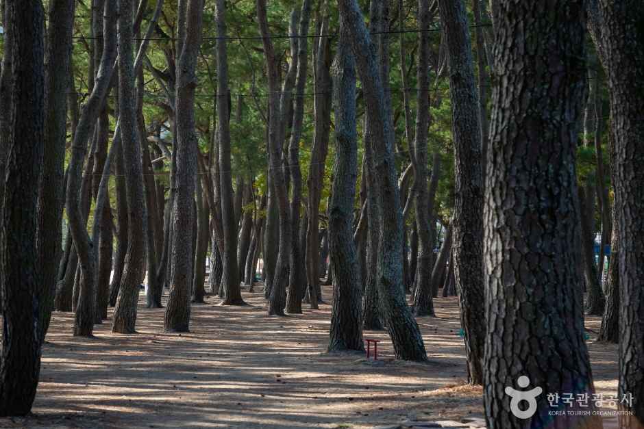 상주은모래비치 이미지 7