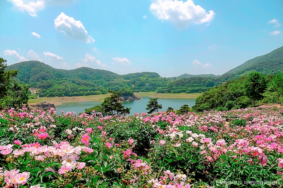 옥정호 작약 꽃밭 이미지 2