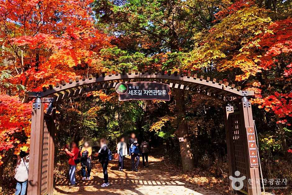 속리산세조길 이미지 8