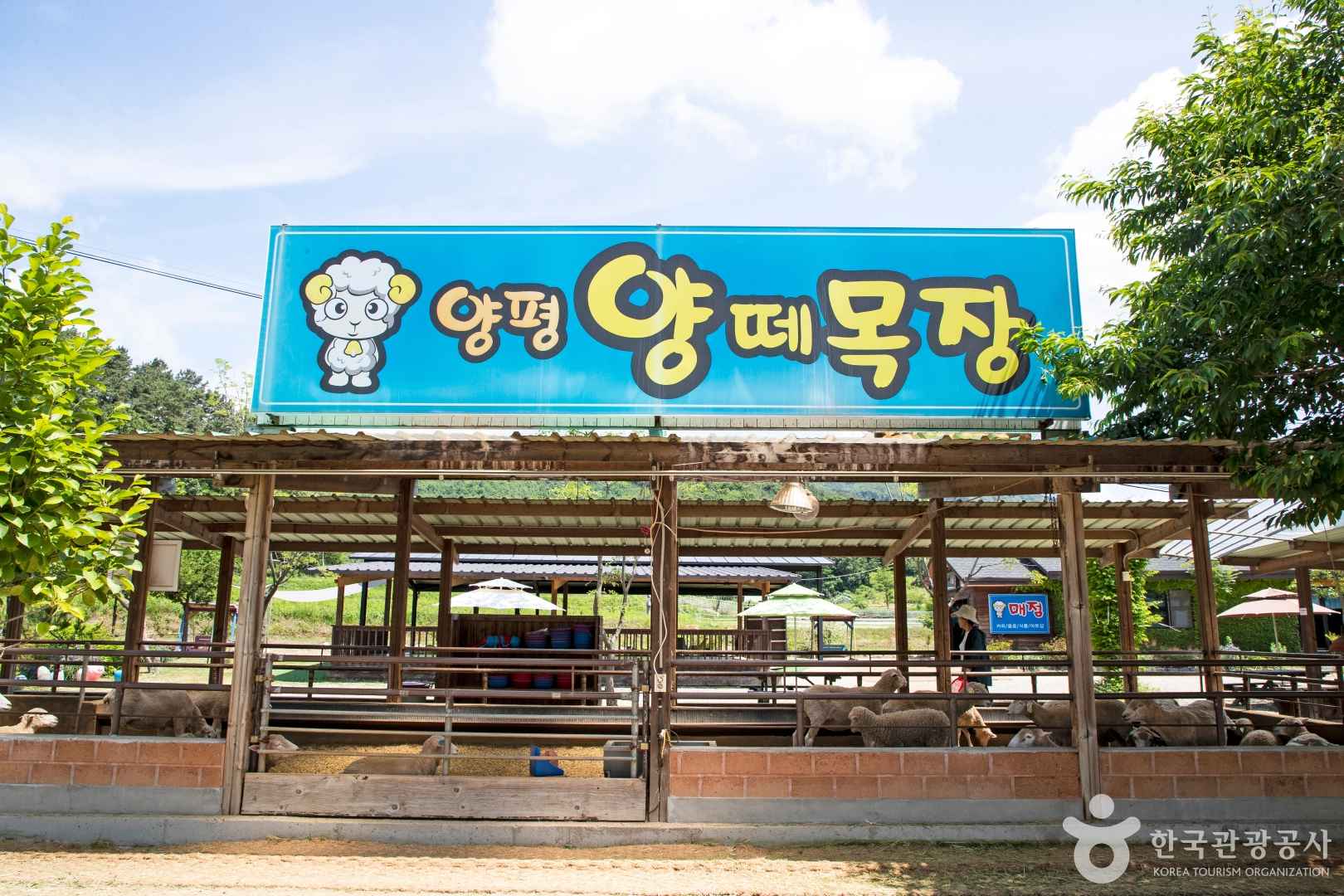양평양떼목장 이미지 7
