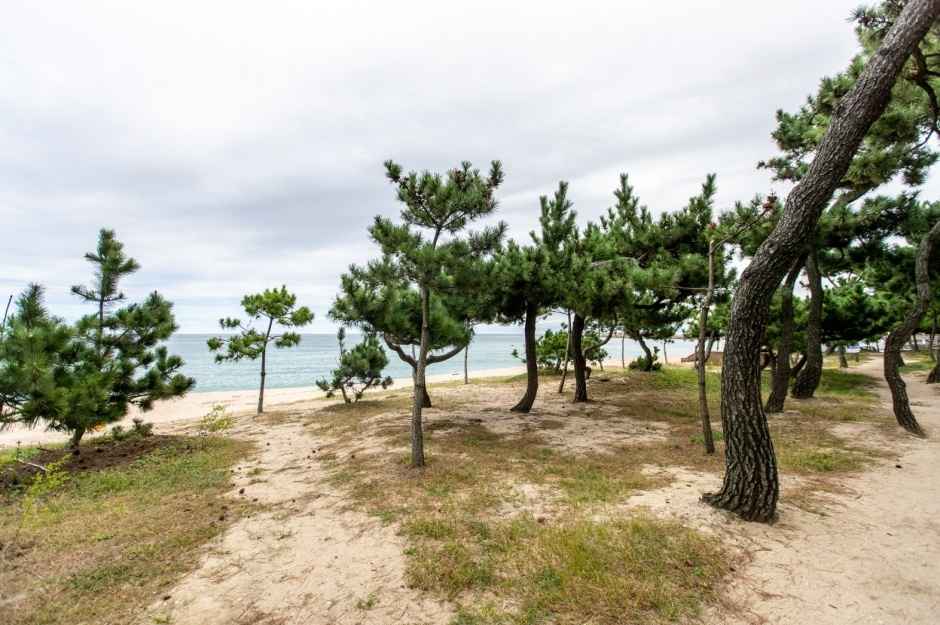 송정해변(송정해수욕장) 이미지 4