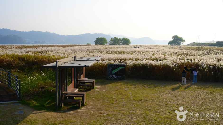 신성리 갈대밭 이미지 5