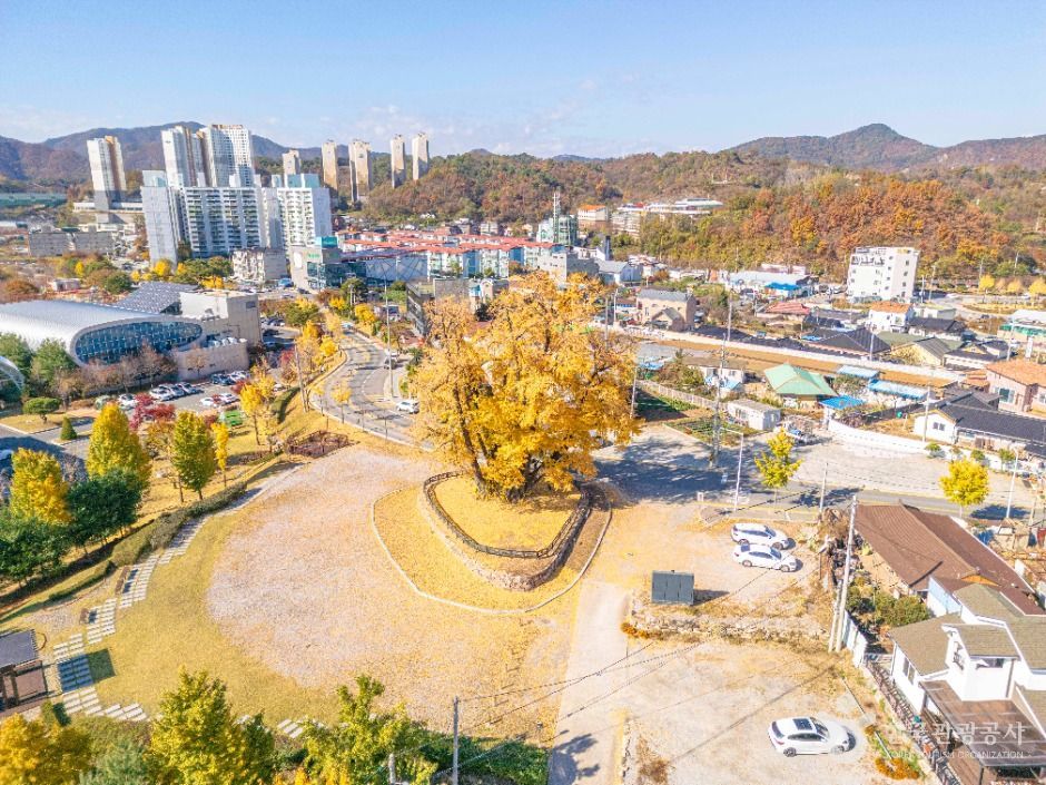 영월 하송리 은행나무 이미지 3