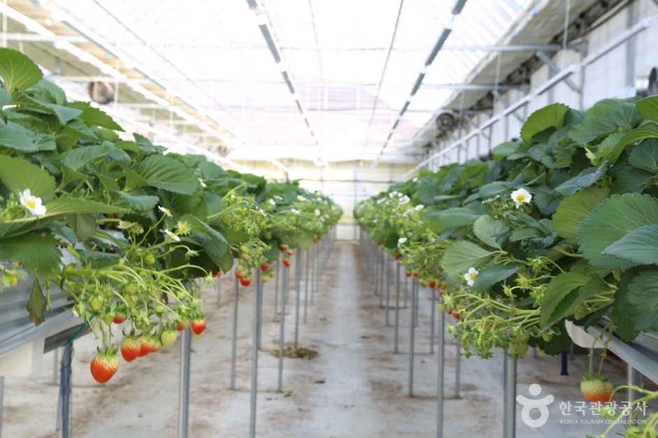 별마을딸기체험농장 이미지 5