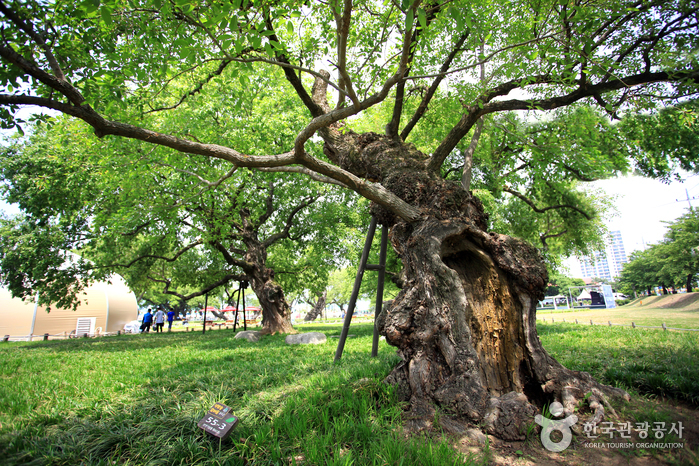 성주 경산리 성밖숲 이미지 3