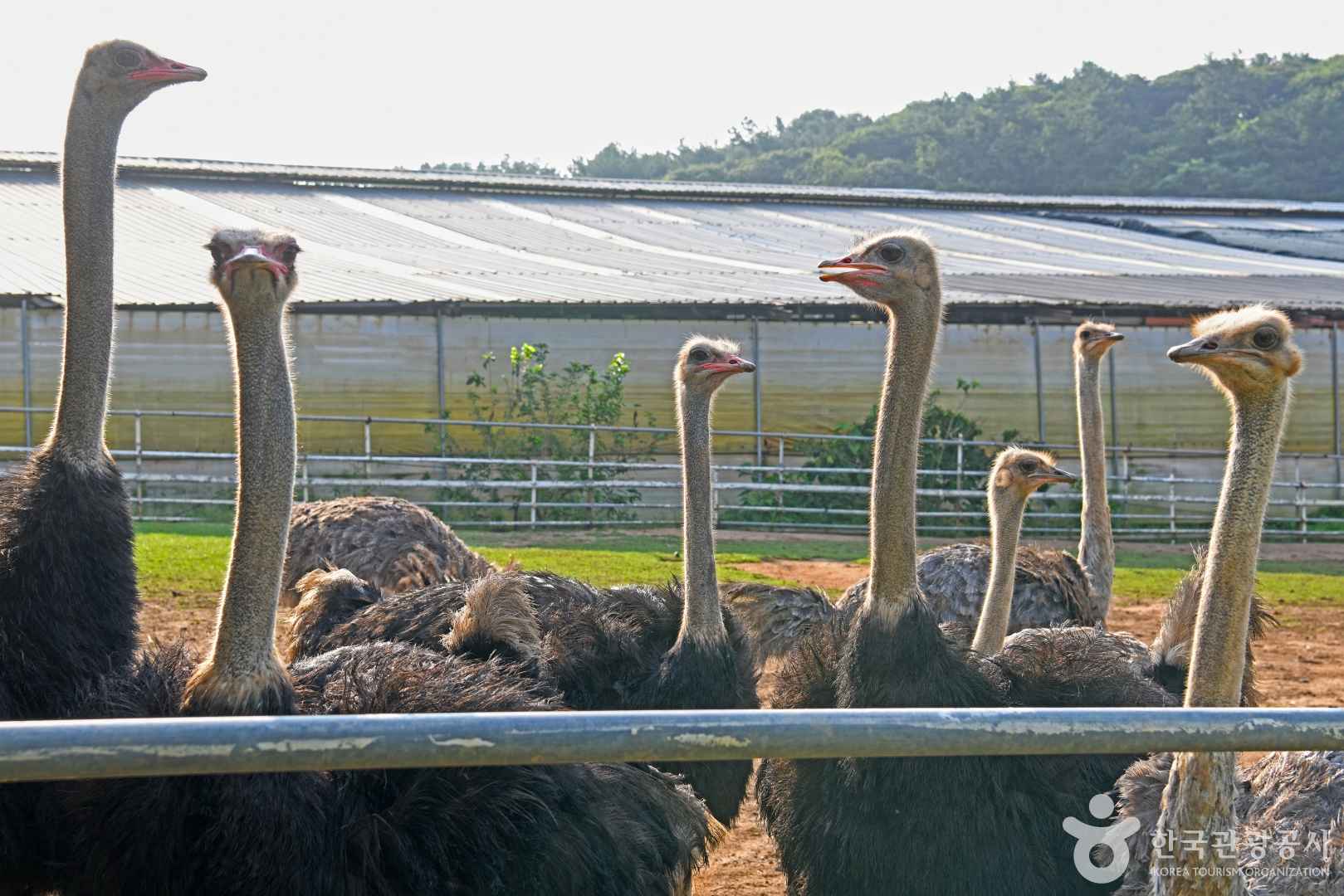 파도목장 이미지 2