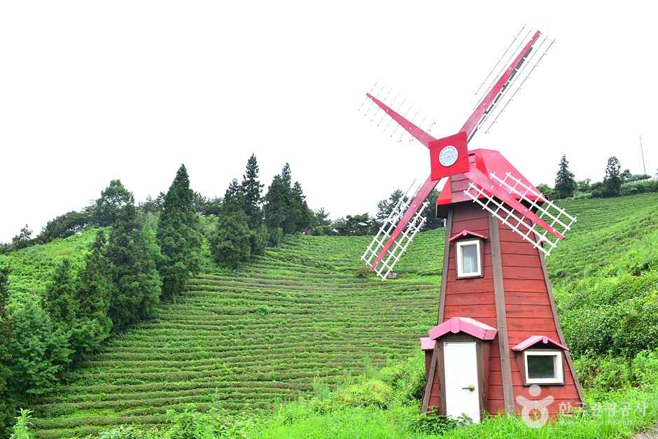 보성 차밭 전망대 이미지 1