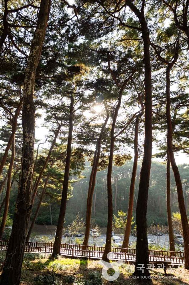 안면도자연휴양림 이미지 6