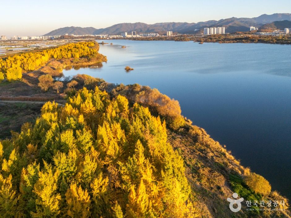 다산 좌학리 은행나무 숲 이미지 2