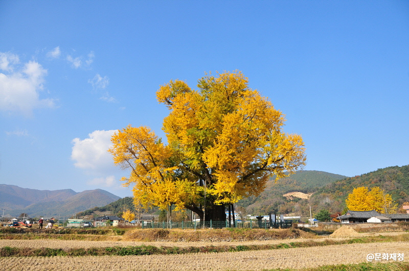 울주 구량리 은행나무 이미지 1