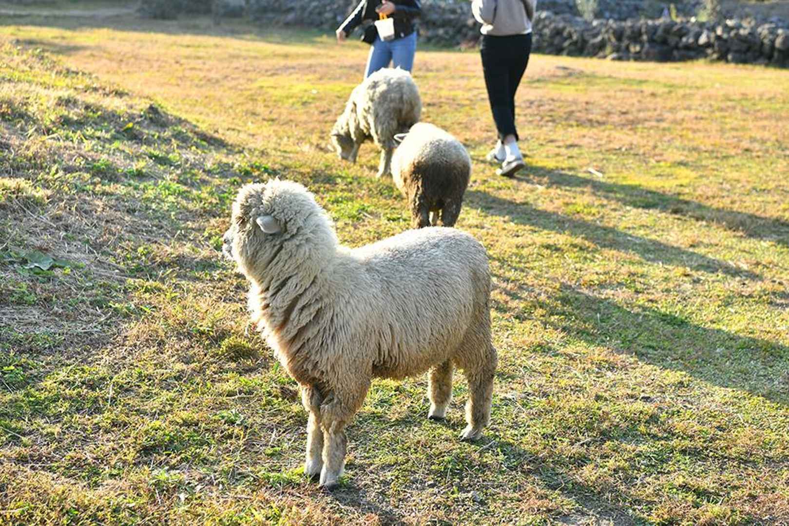 제주양떼목장 이미지 1