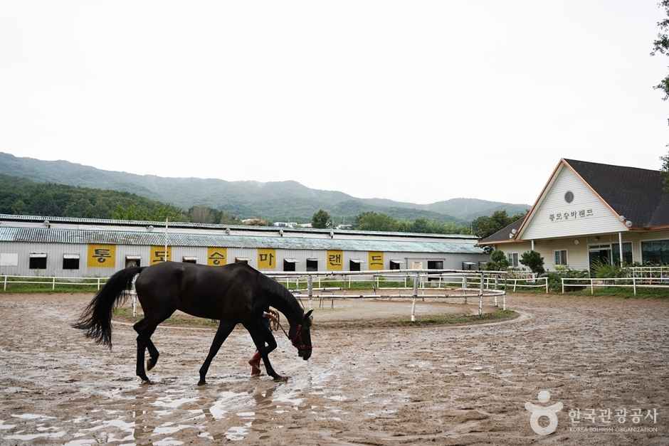 통도승마랜드 이미지 4