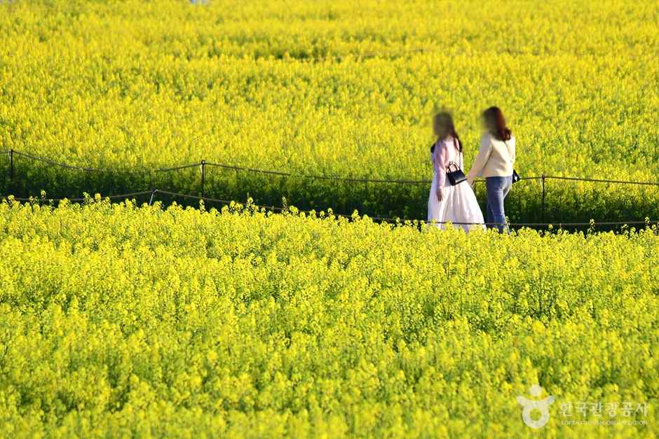 전남 영산강둔치체육공원 이미지 3