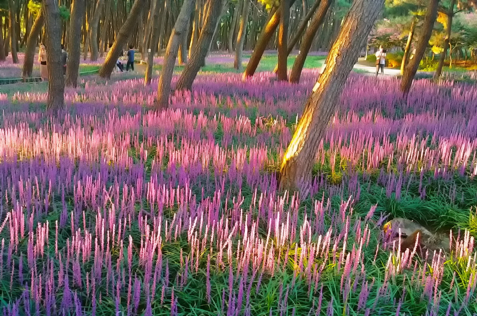 장항송림산림욕장(장항 솔숲) 이미지 1