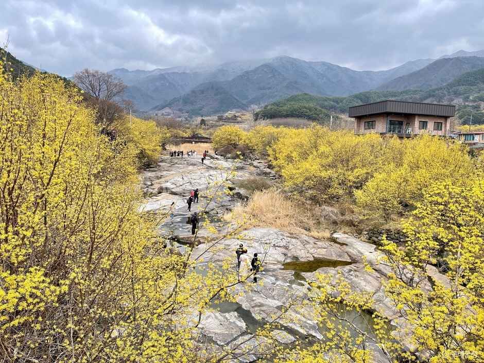 구례 산수유마을 이미지 2