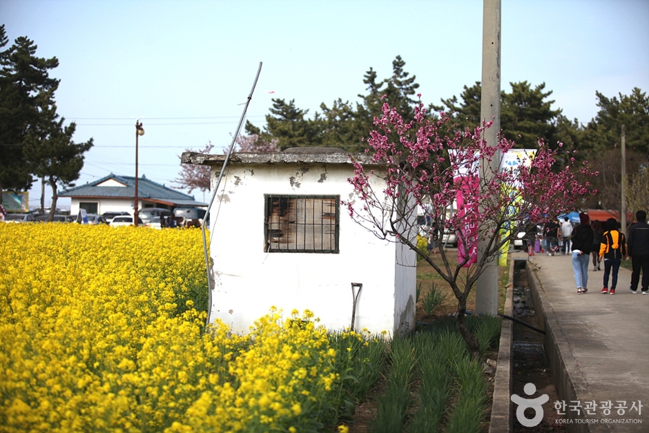 삼척 맹방유채꽃 마을 이미지 3