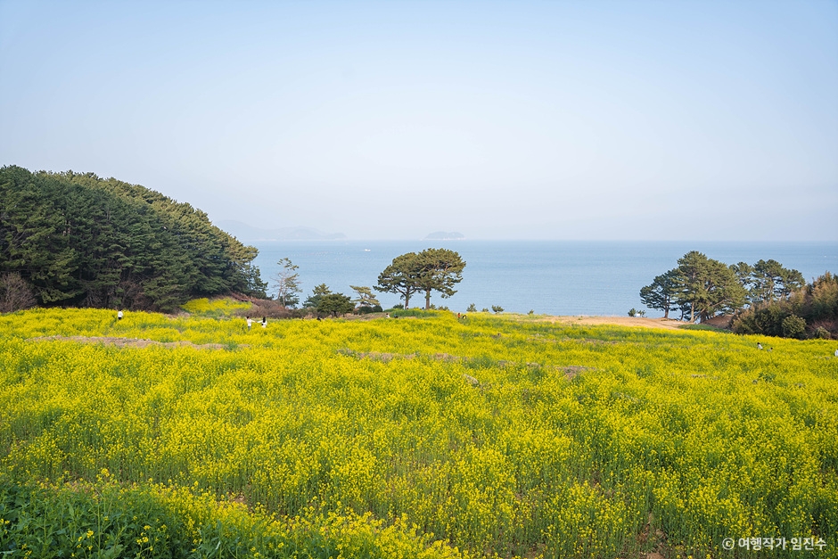 학동 내촐 유채꽃밭 이미지 5