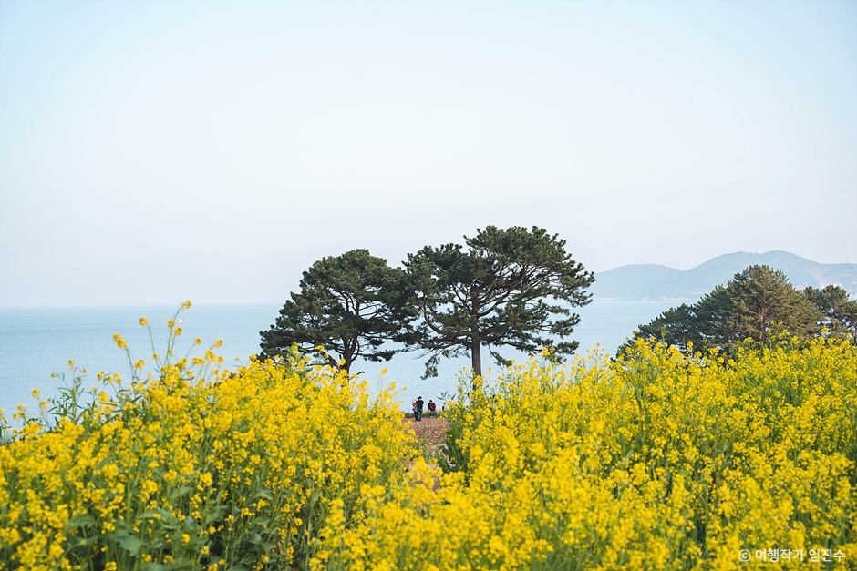 학동 내촐 유채꽃밭 이미지 1