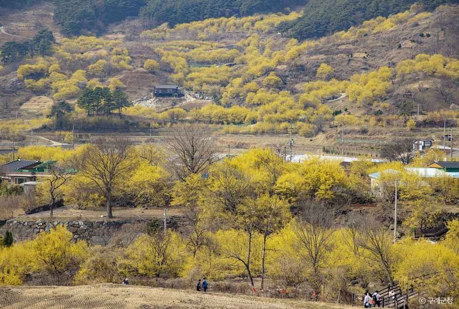 구례 산수유마을 이미지 4