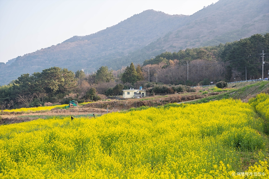 학동 내촐 유채꽃밭 이미지 2