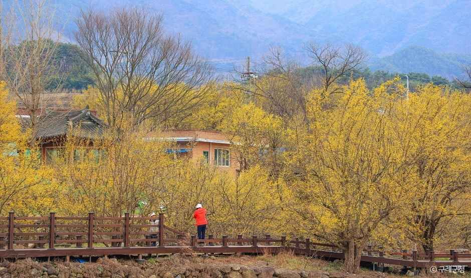 구례 산수유마을 이미지 5