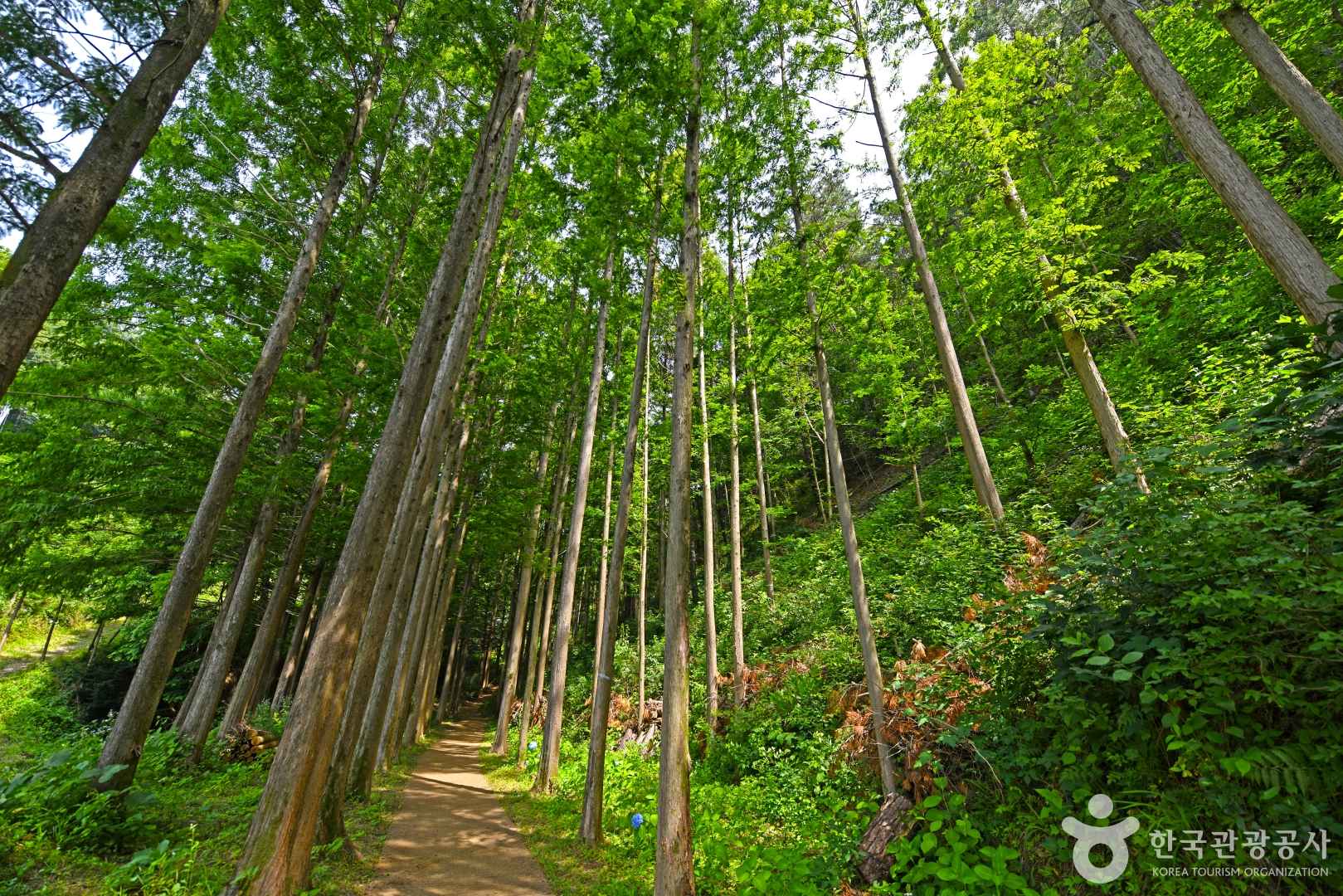 옥천 화인산림욕장 이미지 5