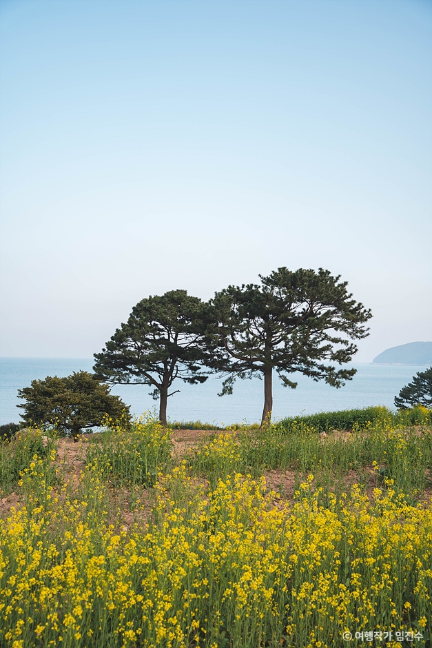 학동 내촐 유채꽃밭 이미지 3