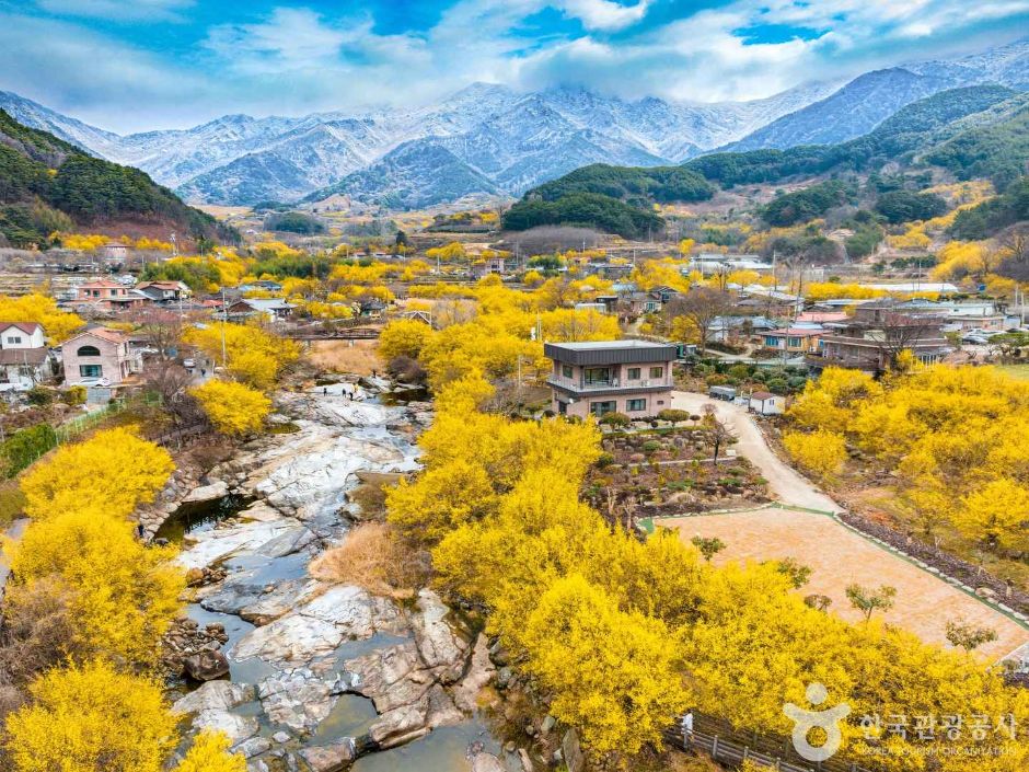 구례 산수유마을 이미지 1