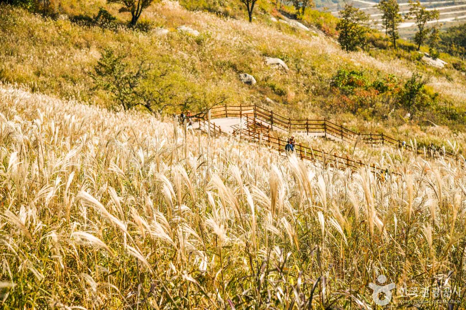 포천 명성산 억새밭 이미지 4