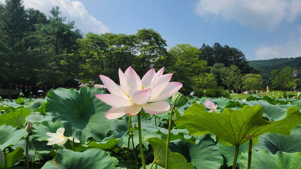봉선사(경기) 이미지 5